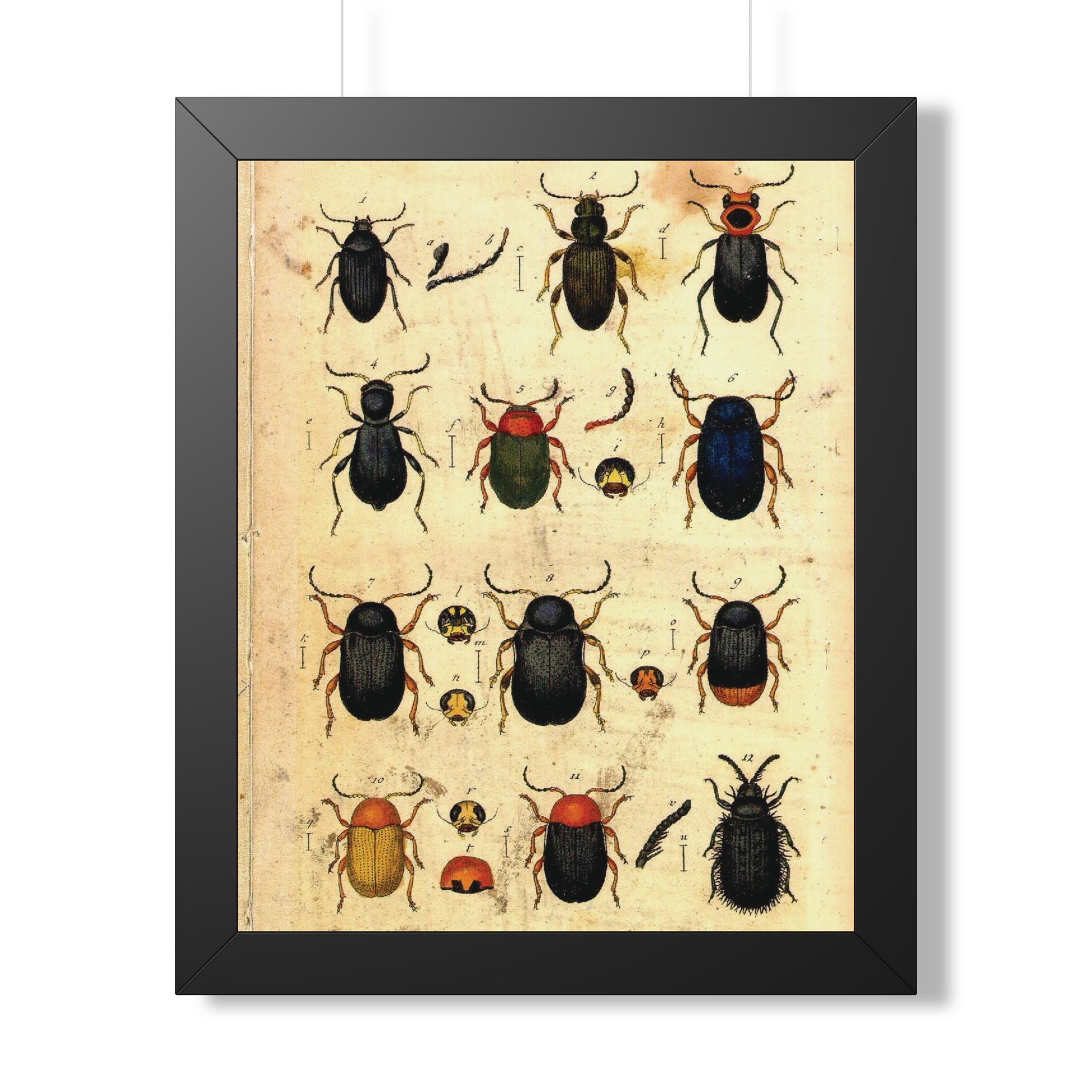 Beetle Plate Framed Print