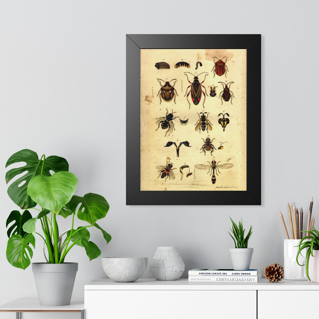 Insect Plate Framed Print