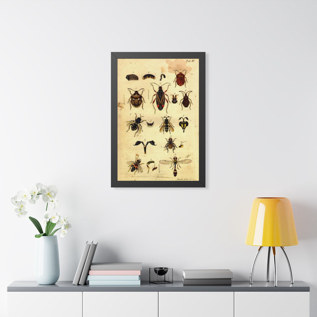 Insect Plate Framed Print