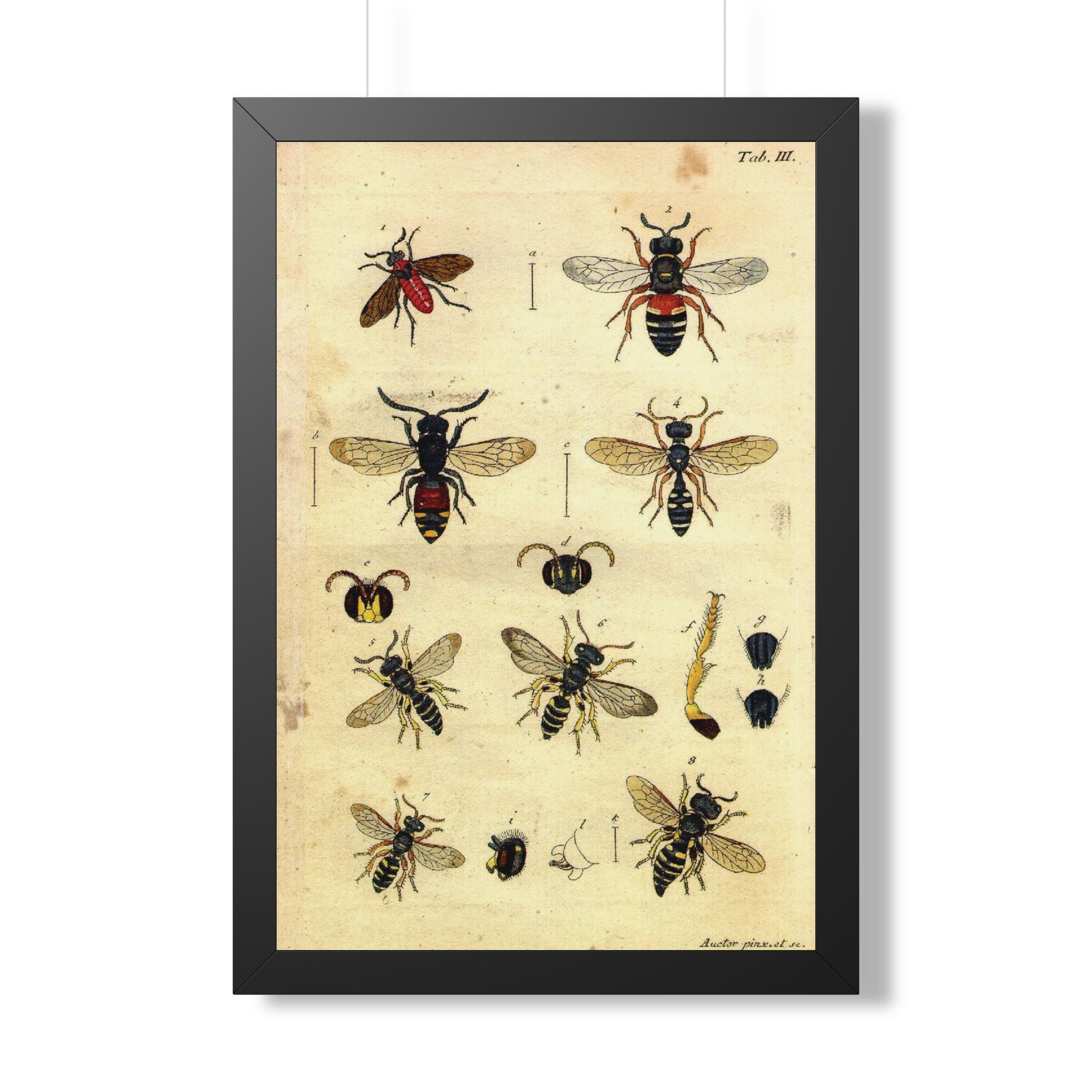 Insect Plate 2 Framed Print