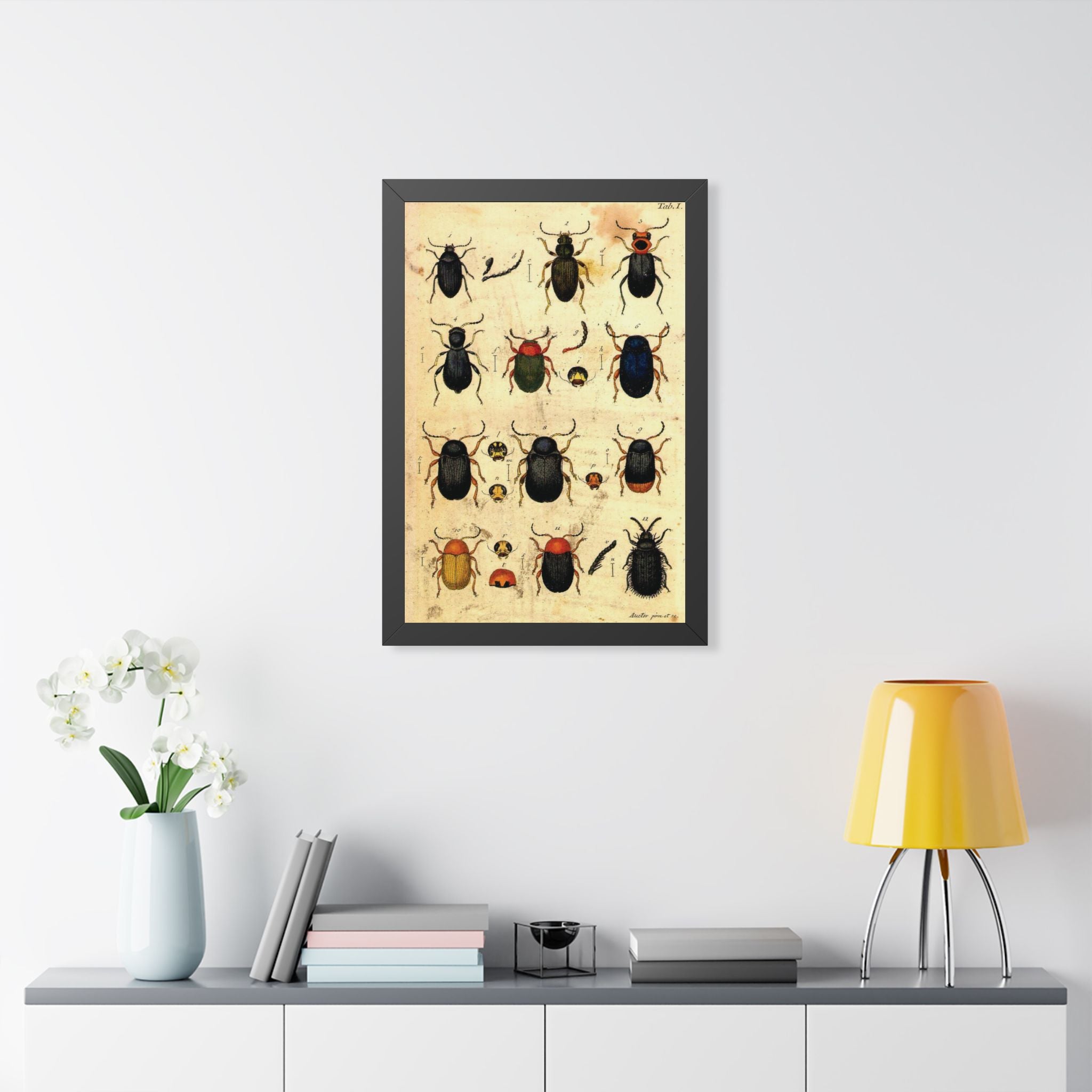 Beetle Plate Framed Print