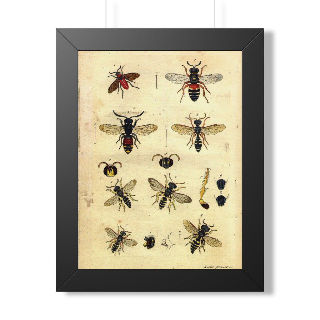 Insect Plate 2 Framed Print