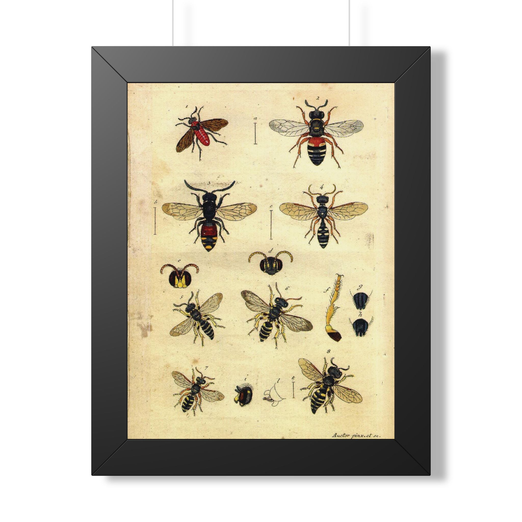 Insect Plate 2 Framed Print