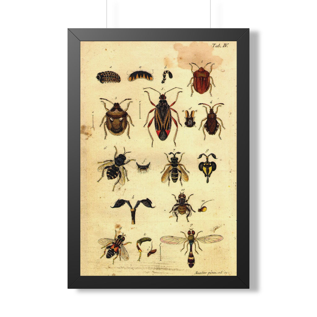 Insect Plate Framed Print