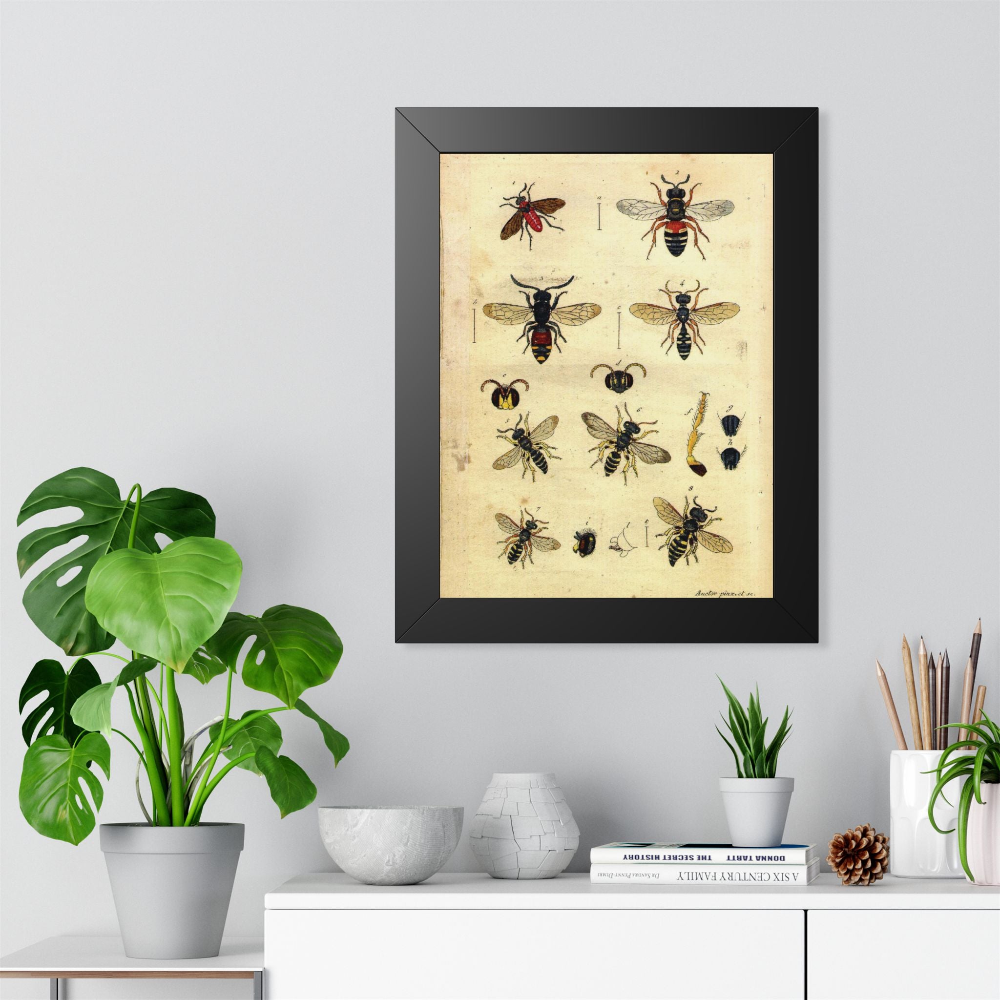 Insect Plate 2 Framed Print
