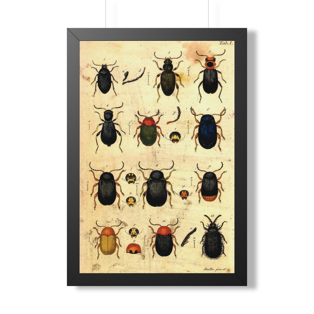 Beetle Plate Framed Print