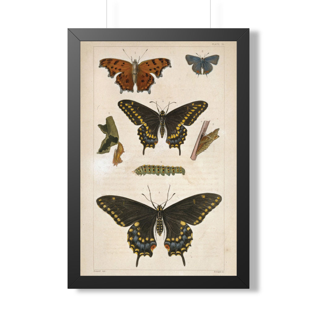Butterflies Plate Framed Print