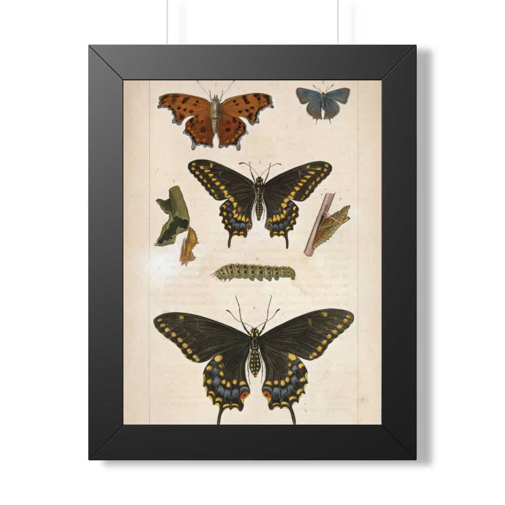 Butterflies Plate Framed Print