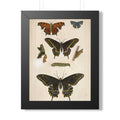 Butterflies Plate Framed Print