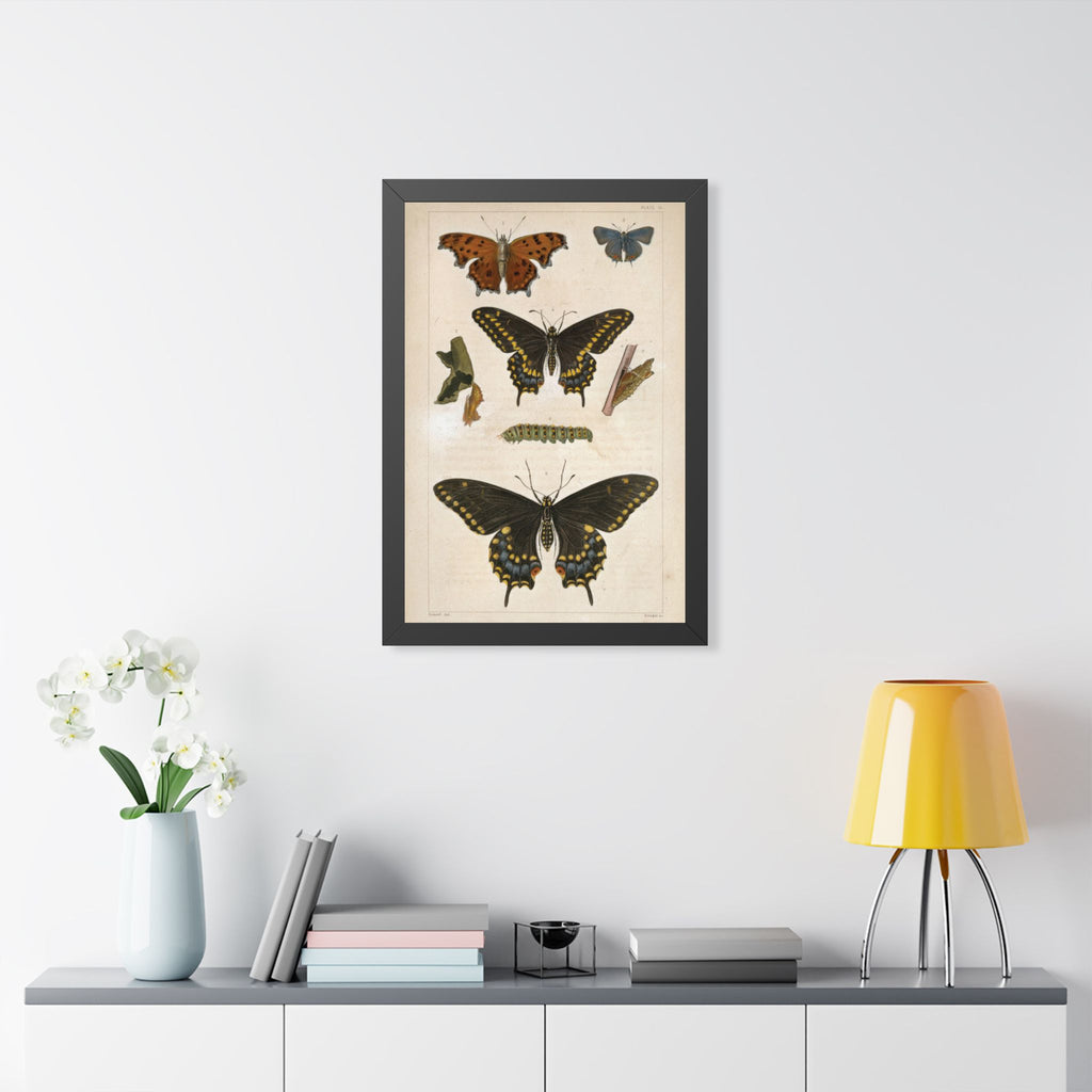Butterflies Plate Framed Print