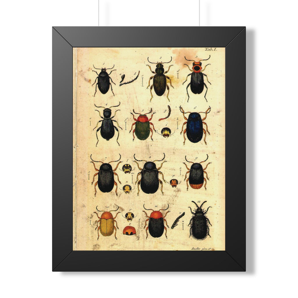 Beetle Plate Framed Print