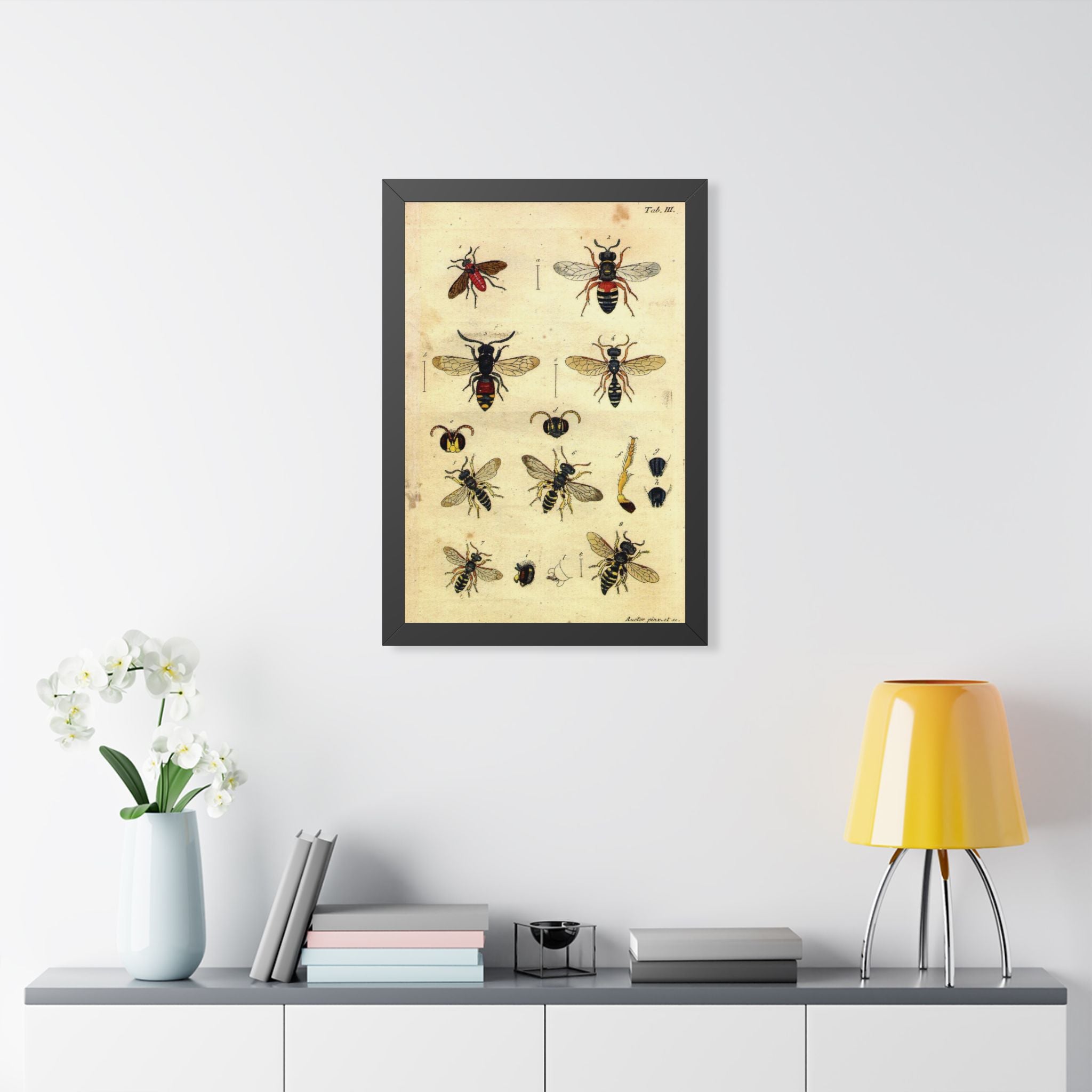 Insect Plate 2 Framed Print