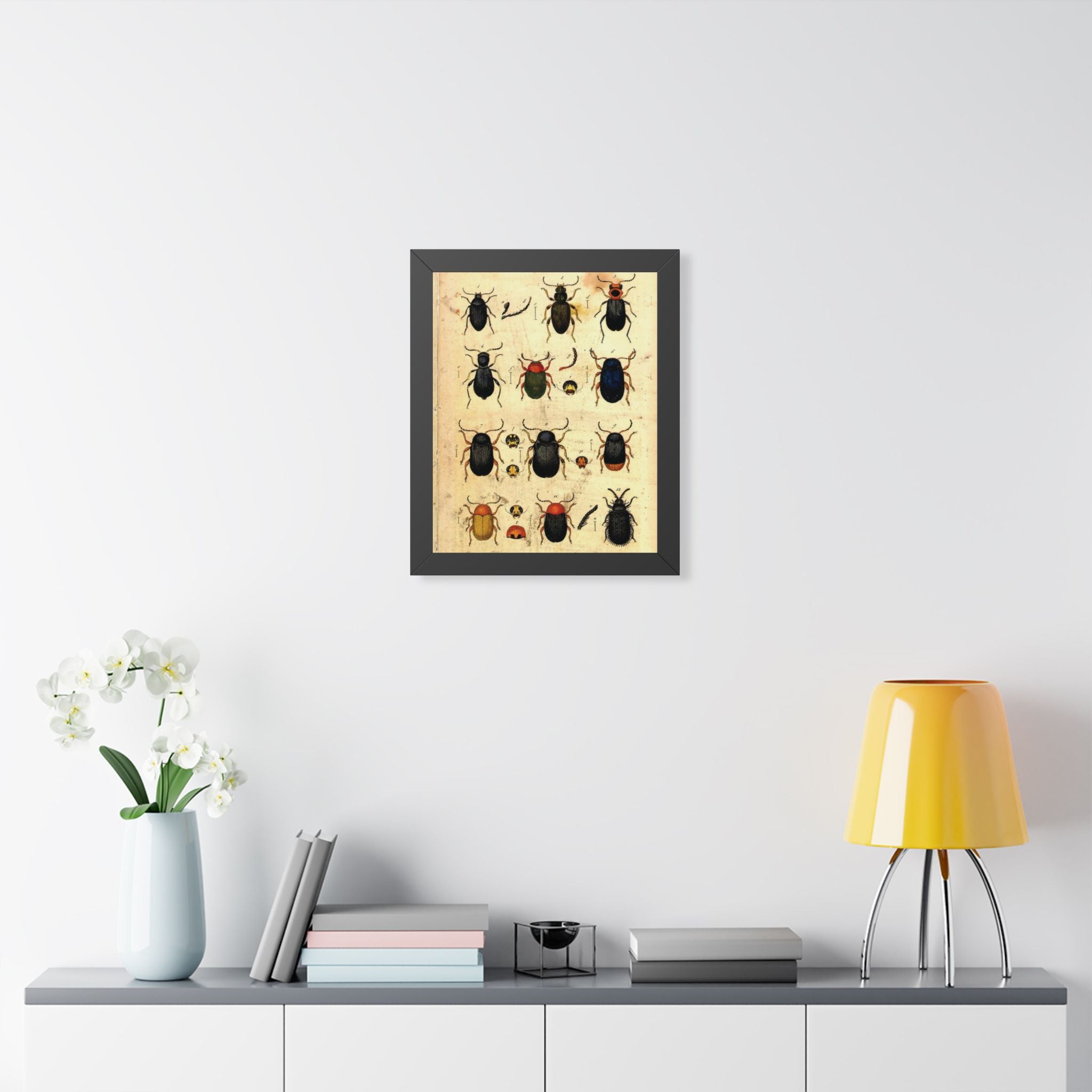 Beetle Plate Framed Print