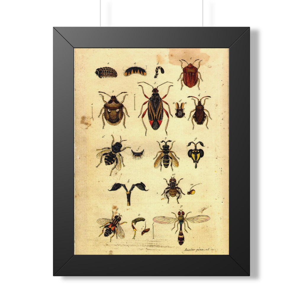 Insect Plate Framed Print