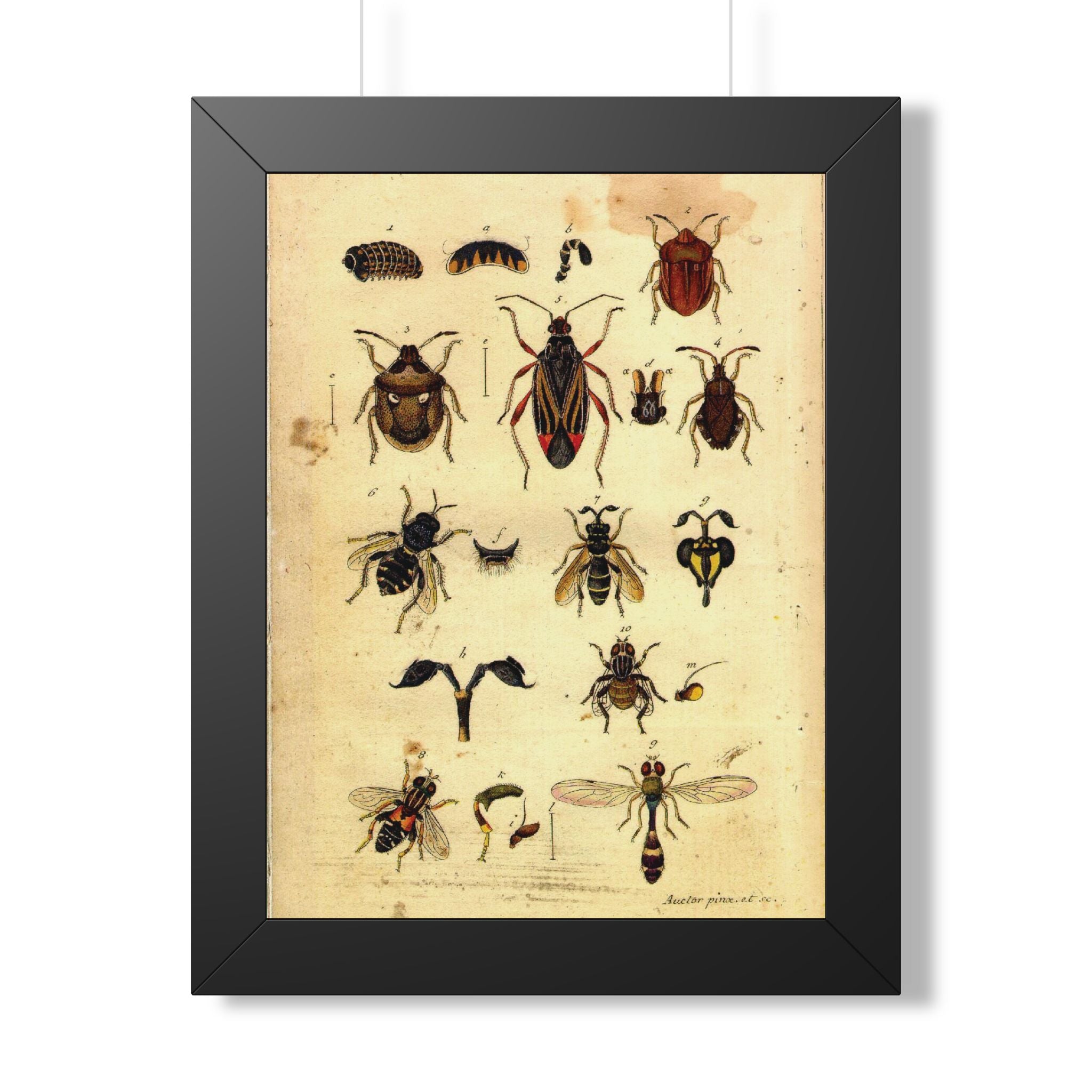 Insect Plate Framed Print