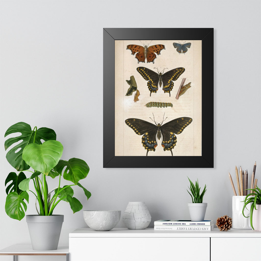 Butterflies Plate Framed Print